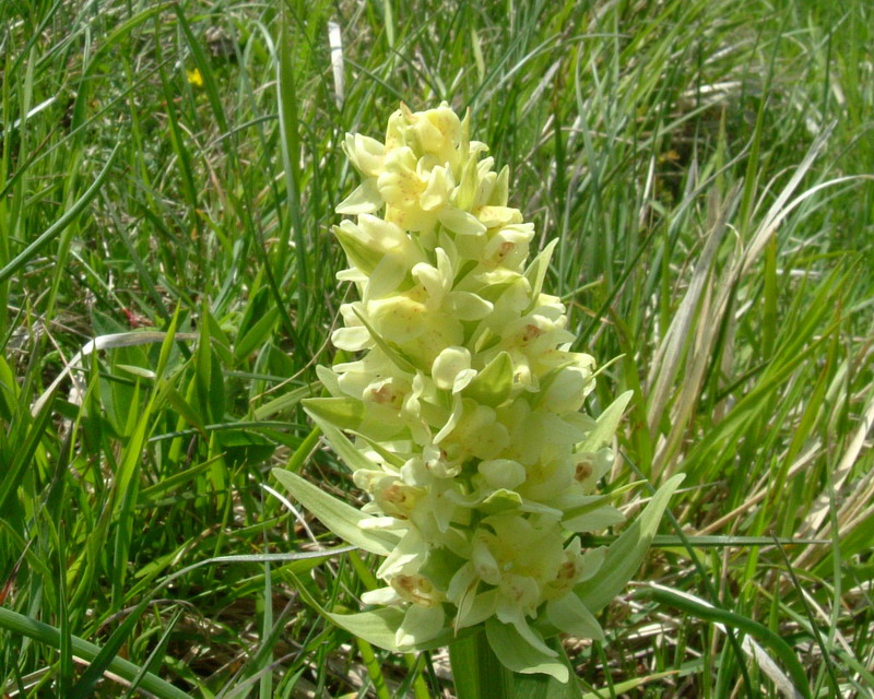 Dactylorhiza sambucina